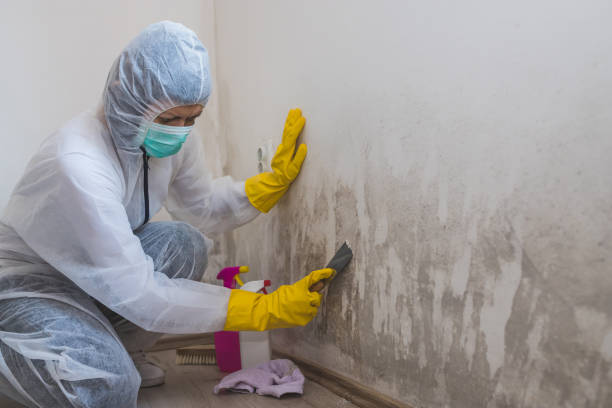 Best HVAC Mold Inspection and Cleaning  in Basin, WY