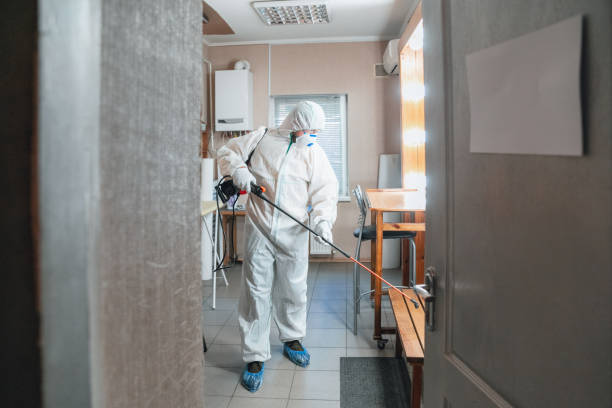 Best Basement Mold Removal  in Basin, WY