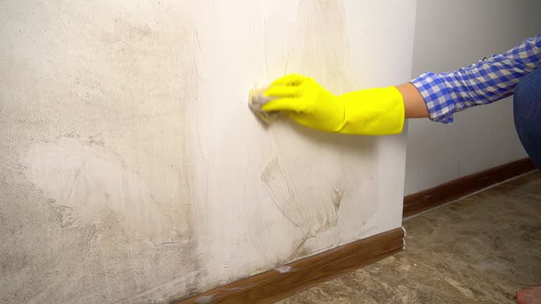 Best Environmental Consulting for Mold Prevention  in Basin, WY