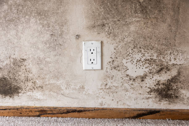 Best Post-Construction Mold Inspection  in Basin, WY